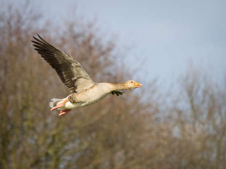 Pink footed goose, Anser brachyrhynchus, in flight.の写真素材