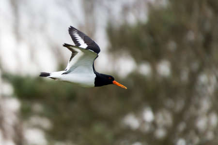 Oyster Catcher, Haematopus Ostralegus, in flightの写真素材