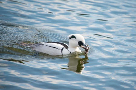 Smew, Mergellus albellus, catching a frogの写真素材
