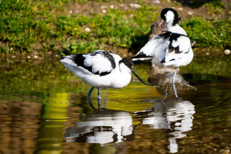 Avocet pair, Recurvirostra avosettaの写真素材