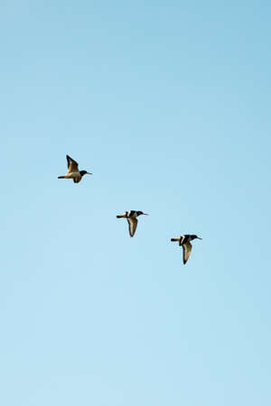 Oyster Catchers, Haematopus Ostralegus, in flightの写真素材