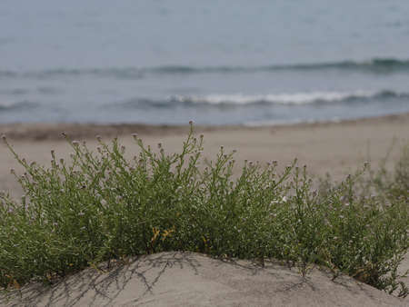 Hardy plant growing in sand on beach in Turkeyの写真素材