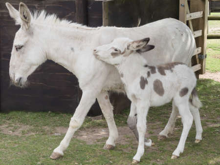 Mother donkey with 3 week old foalの写真素材