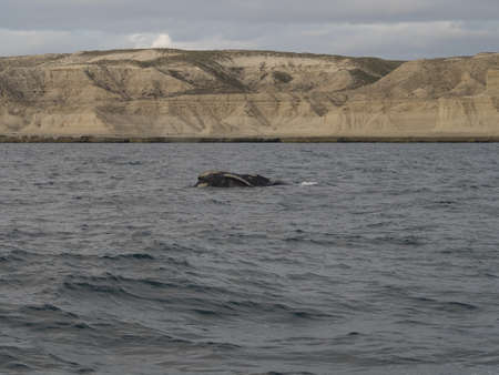 Southern Right Whale, seen at Purto Pyramides, Patagonia, Argentina.の写真素材