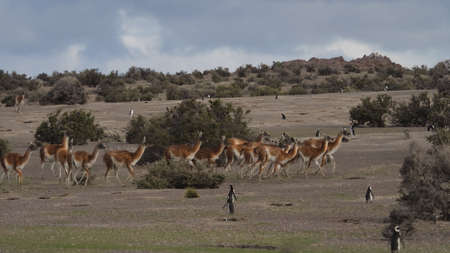 Herd of wild Patagonian Lama,  Guanaco (Lama guanicoe). Seen at Punta Tombo, Argentina, with Magelanic Penguins.の写真素材