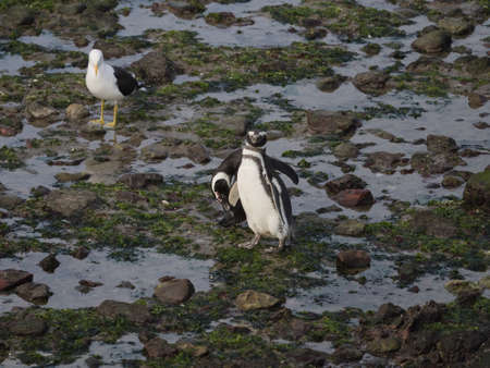Magellanic penguin (Spheniscus magellanicus) as seen in the wild in Patagonian Argentina at Punta Tombo.の写真素材
