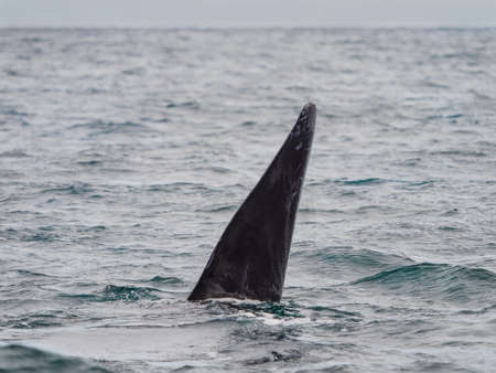 Southern Right Whale, seen at Purto Pyramides, Patagonia, Argentina.