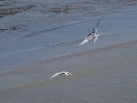 A pair of antarctic terns (Sterna vittata) in flight, seen in Patagonia.