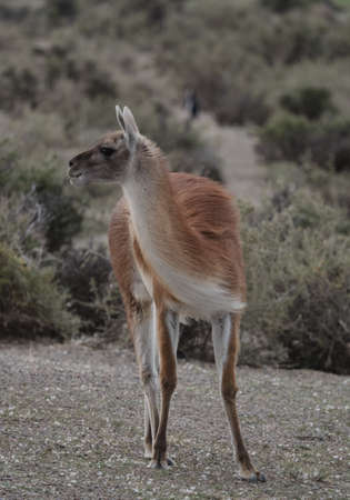 A wild and windswept Patagonian Lama,  uanaco (Lama guanicoe). Seen at Punta Tombo, Argentina.の写真素材