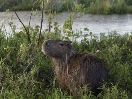 The capybara (Hydrochoerus hydrochaeris) seen wild in the Ibera Wetland area of Argentinaの写真素材