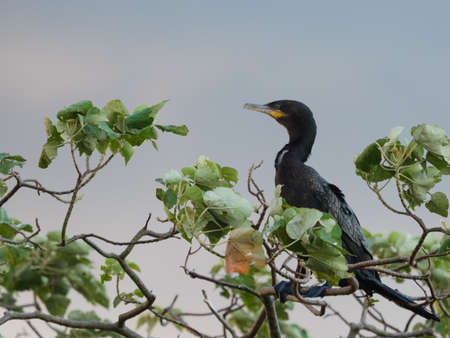 The Neotropic cormorant or olivaceous cormorant (Phalacrocorax brasilianus) seen in the Ibera Wetland area of Argentinaの写真素材