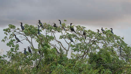 The Neotropic cormorant or olivaceous cormorant (Phalacrocorax brasilianus) seen in the Ibera...