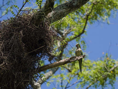 The monk parakeet (Myiopsitta monachus), also known as the quaker parrot. Seen outside its nest.の写真素材