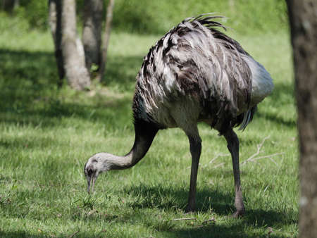 Wild Rhea, (Rhea americana albescens) seen in Ithe Ibera Wetland area of Argentinaの写真素材