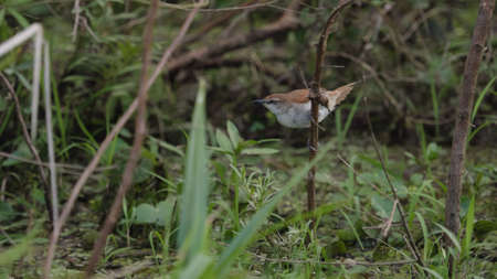 The curve-billed reedhaunter (Limnornis curvirostris) seen in the Ibera wetland area of Argenttinaの写真素材