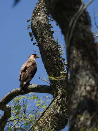 The northern crested caracara (Caracara cheriway) in the Ibera Wetland area of Argentina
