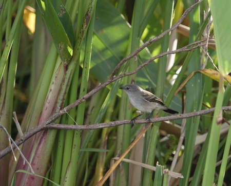 Austral Negrito (Lessonia rufa) female seen in Ibera wetland Argentina.
