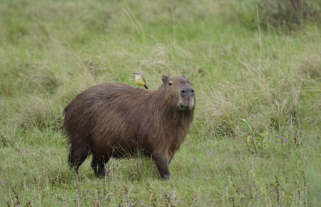 The capybara (Hydrochoerus hydrochaeris) seen wild in the Ibera Wetland area of Argentinaの写真素材