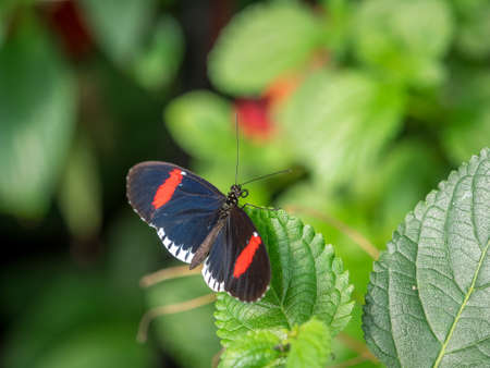 Heliconius Melpomene, Postman Butterfly