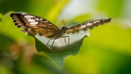 Brown Clipper Butterfly, Parthenos Sylvia Philippinensis,
