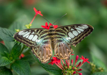Blue Clipper Butterfly, Parthenos Sylvia Lilacinusの写真素材