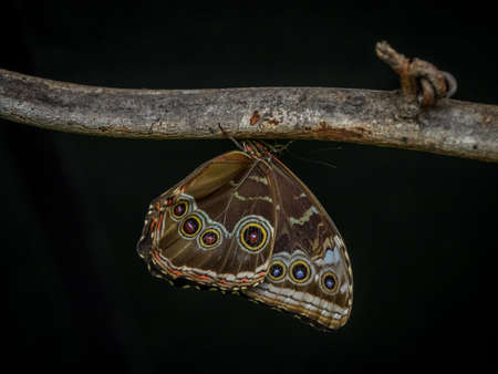 Owl Butterfly, Caligo Eurilochus on branch