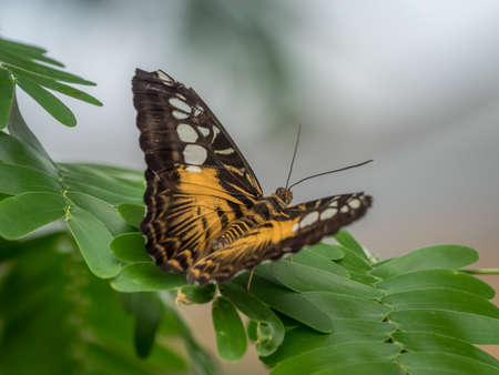 Brown Clipper Butterfly, Parthenos Sylvia Philippinensis,の写真素材
