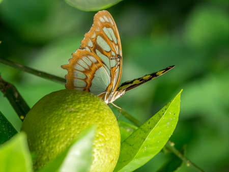Common Sergeant Butterfly (Athyma perius)の写真素材