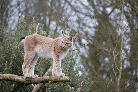 Eurasian Lynx (Lynx lynx) portrait