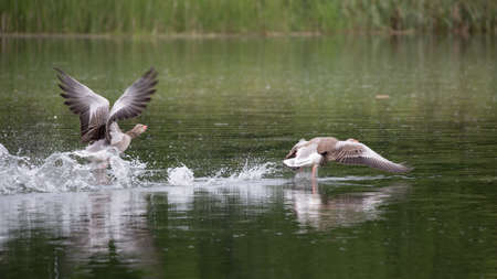 Greylag goose (Anser anser) on takeoff from river in UK