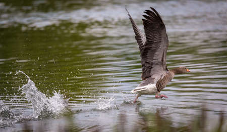 Greylag goose (Anser anser) on takeoff from river in UKの写真素材