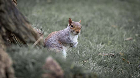 Wild grey squirrel (sciurus carolinensis)の写真素材