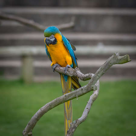 Captive blue and yellow macaw (Ara ararauna)
