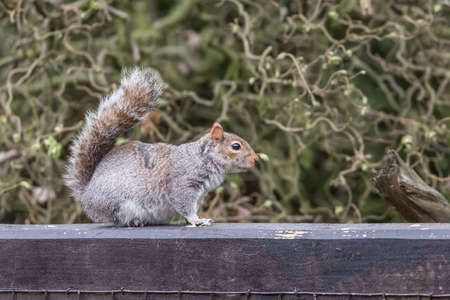 Wild grey squirrel (sciurus carolinensis)の写真素材