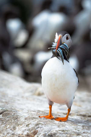 Atlantic Puffin (Fratercula arctica) in the wilds of coastal Northern UKの写真素材