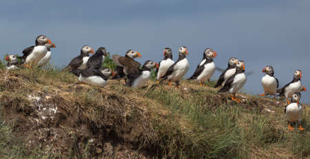 Atlantic Puffin (Fratercula arctica) in the wilds of coastal Northern UKの写真素材