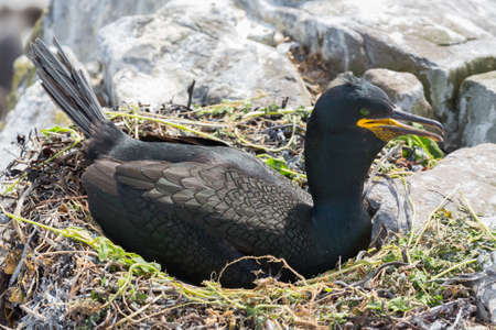 Adult shag (Phalacrocorax aristotelis) sea bird