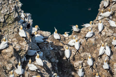 Gannets (Morus bassanus) nesting on cliffs in UK.の写真素材