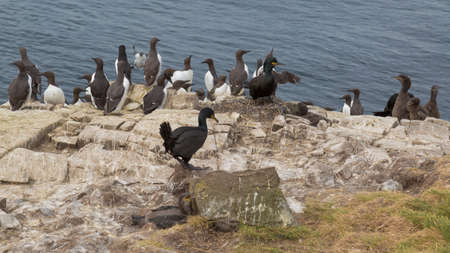 Adult shag (Phalacrocorax aristotelis) sea bird with young, in Guillemot colonyの写真素材