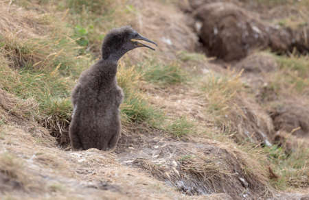 Immature shag (Phalacrocorax aristotelis) sea birdの写真素材