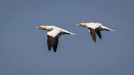 Beautiful Gannets (Morus Bassanus) in flight over the seaの写真素材