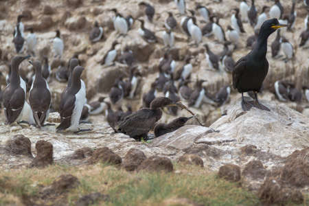 Adult shag (Phalacrocorax aristotelis) sea bird with young, in Guillemot colonyの写真素材