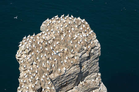Gannets (Morus bassanus) nesting on cliffs in UK.の写真素材