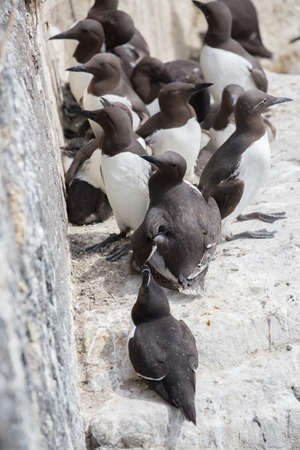 Large nesting Guillemot (Uria aalge) colony on coastal cliffsの写真素材
