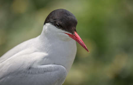 Arctic Tern ( Sterna paradisaea) close upの写真素材