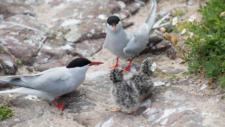 Arctic Terns( Sterna paradisaea)  with youngの写真素材
