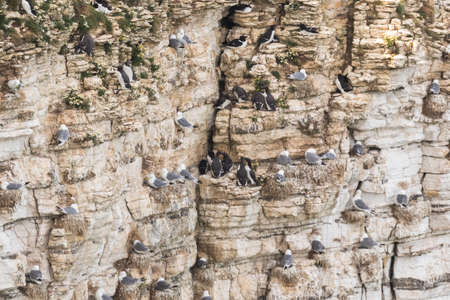 Nesting seabirds on a cliff in coastal Northern UKの写真素材