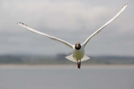 Black headed gull (Chroicocephalus ridibundus) flying