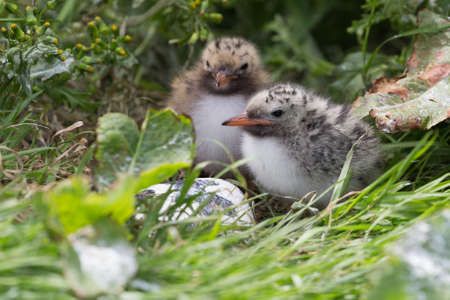 Arctic Terns( Sterna paradisaea)  youngの写真素材