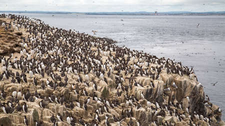 Large nesting sebird colony on coastal cliffsの写真素材